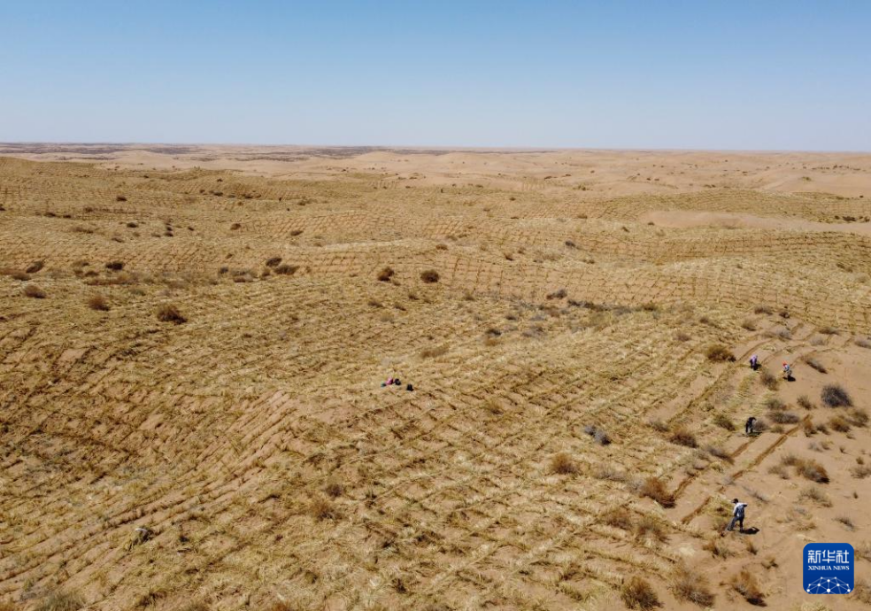 2024年4月10日，群眾在古浪縣八步沙林場(chǎng)麻黃塘沙區(qū)用草方格壓沙。新華社發(fā)（無(wú)人機(jī)照片）