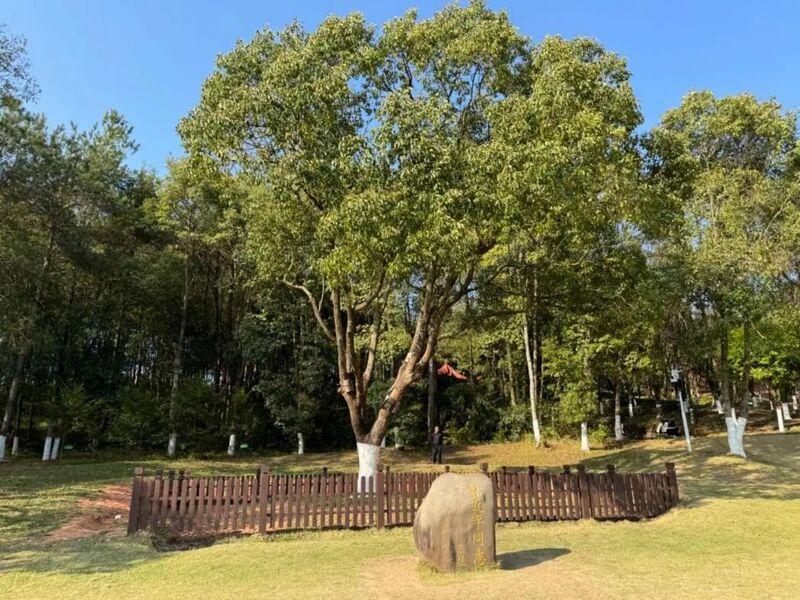 習(xí)近平同志為福建省長汀縣水土保持科教園捐種的香樟樹。圖源：學(xué)習(xí)時報(bào)