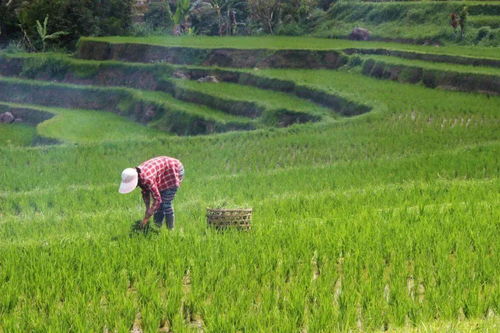数字农业是中国乡村振兴战略的重要发力点